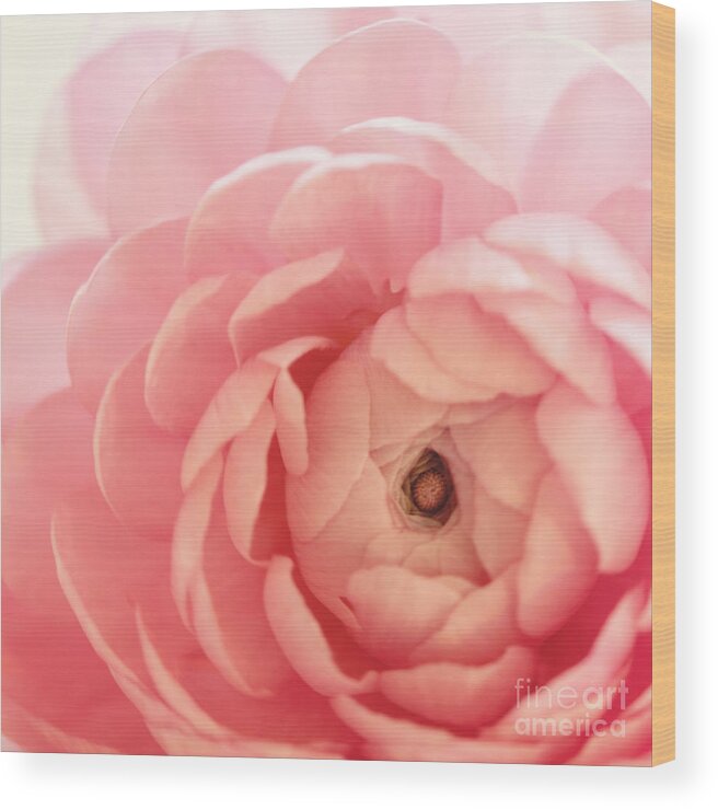 Ranunculus Wood Print featuring the photograph Delicate by Kim Fearheiley