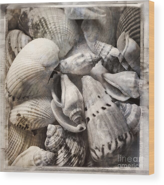 Shell Wood Print featuring the photograph Delivered by the Sea by Ella Kaye Dickey