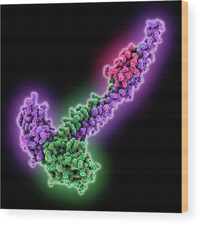 Biochemical Wood Print featuring the photograph Dna Repair Protein Xrcc4 And Dna Ligase by Laguna Design
