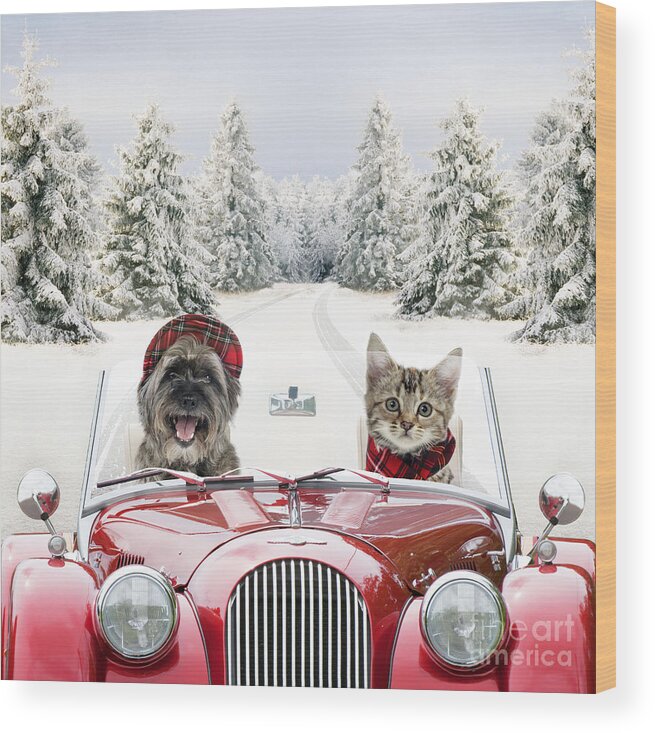 Animal Wood Print featuring the photograph Dog And Cat Driving Car Through Snow by John Daniels and Johan De Meester