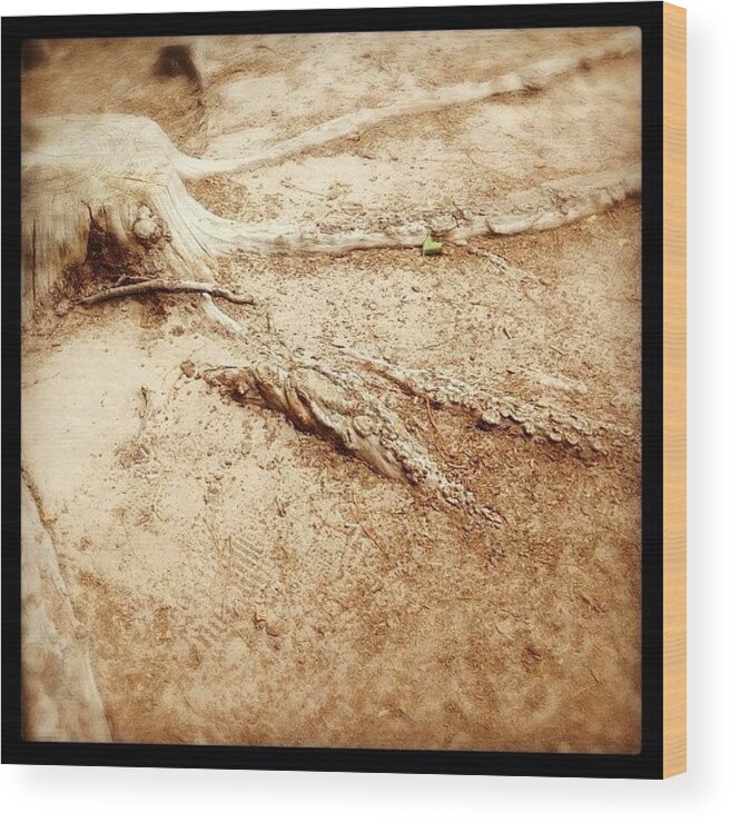 Igersoflouisiana Wood Print featuring the photograph Don't Be Afraid To Return To Your by Scott Pellegrin