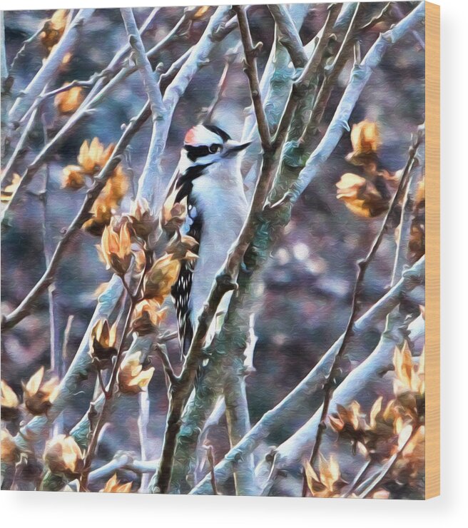 Birds Wood Print featuring the photograph Downy Woodpecker by John Freidenberg
