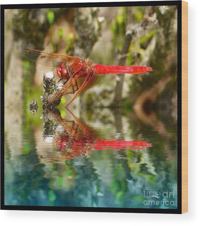 Dragon Fly Red Wood Print featuring the photograph Dragon Fly Red by Susan Garren