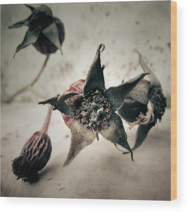 Bud Wood Print featuring the photograph Dried Haws by Susanne Kopp