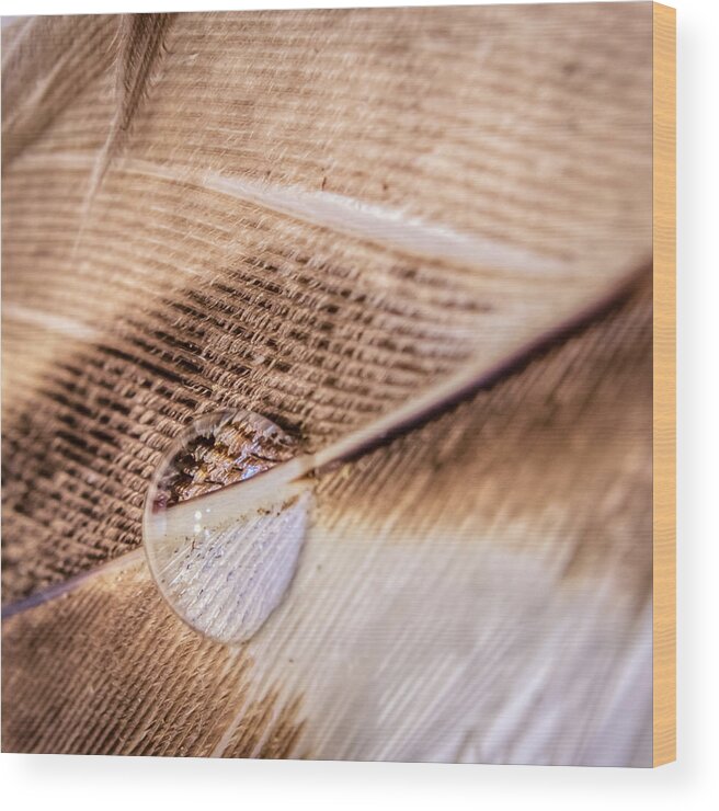 Light Wood Print featuring the photograph Droplet On A Quill by Traveler's Pics