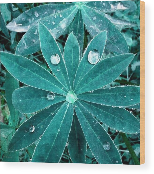 Beautiful Wood Print featuring the photograph Droplets 17 by Eve Tamminen