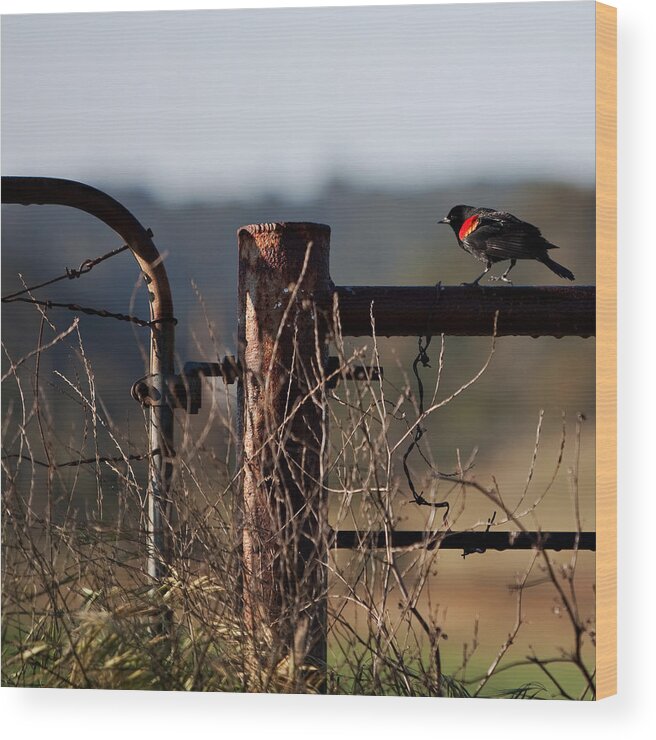 Red-winged Blackbird Wood Print featuring the photograph Eary Morning Blackbird by Art Block Collections