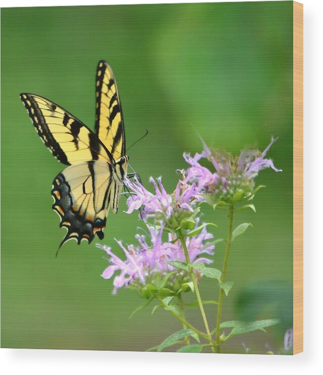 Butterfly Wood Print featuring the photograph Eastern Tiger Swallowtail by Deena Stoddard