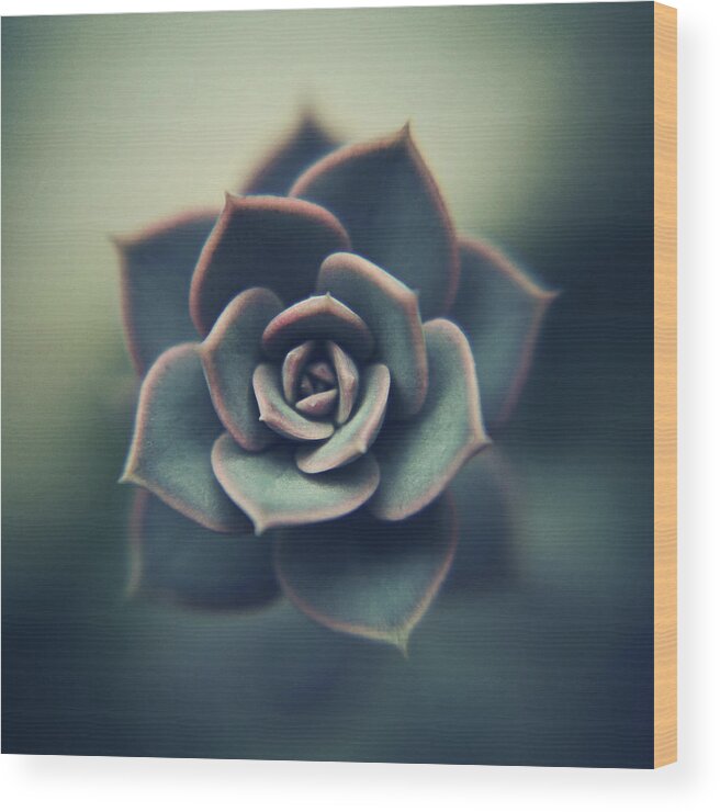 Outdoors Wood Print featuring the photograph Echeveria Macro by Con Ryan
