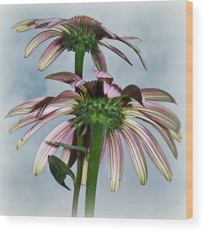 Echinacea Wood Print featuring the photograph Echinacea A La Cloud... by Tammy Schneider