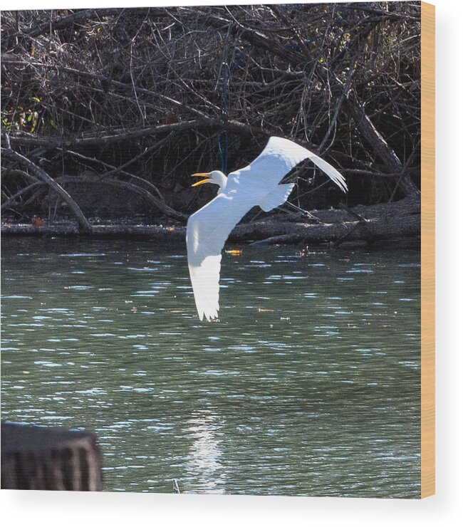 Egret Wood Print featuring the photograph Egret in flight by John Johnson
