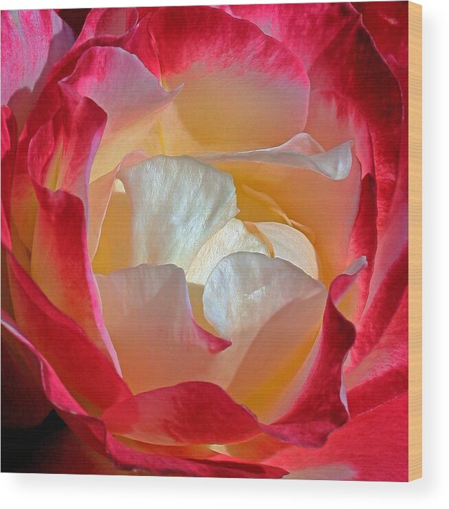 Flower Wood Print featuring the photograph Elegance by Karen Harrison Brown