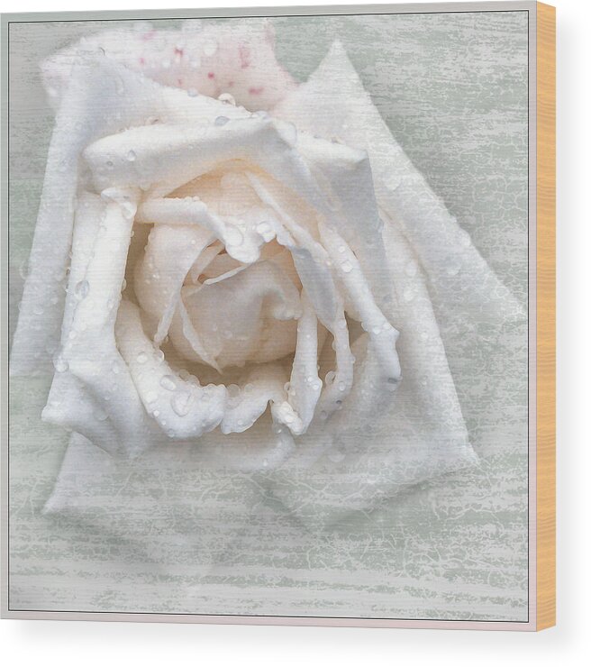 White Rose Wood Print featuring the photograph Emerging by Terri Harper
