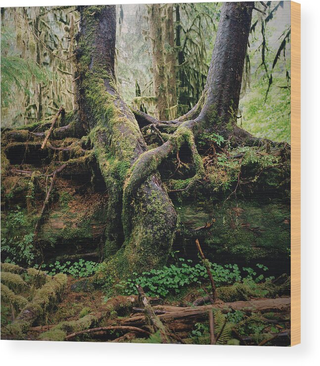 Tranquility Wood Print featuring the photograph Entwined Tree Roots In Lush Forest by Danielle D. Hughson