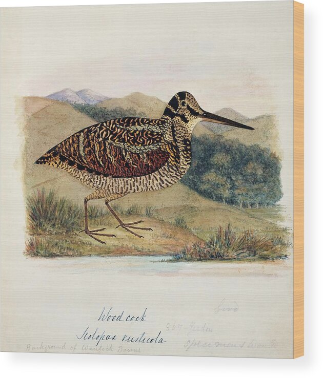 Scolopax Rusticola Wood Print featuring the photograph Eurasian Woodcock by Natural History Museum, London/science Photo Library