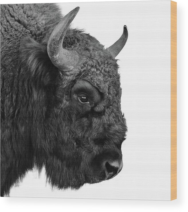 Horned Wood Print featuring the photograph European Bison by Floriana