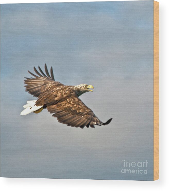 White_tailed Eagle Wood Print featuring the photograph European Flying Sea Eagle 3 by Heiko Koehrer-Wagner