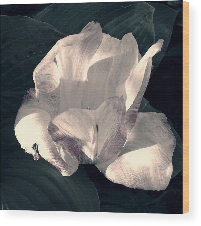 Tulip Wood Print featuring the photograph Faded Beauty by Photographic Arts And Design Studio