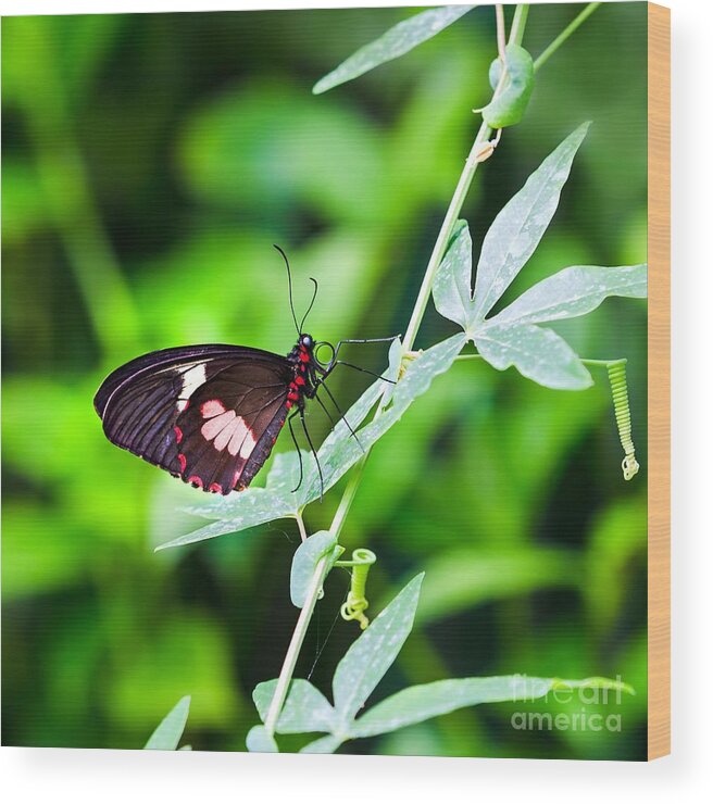 Leaves Wood Print featuring the photograph Female Pink Cattleheart butterfly by Jane Rix