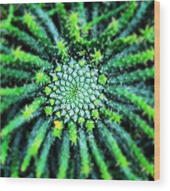 Beautiful Wood Print featuring the photograph Fibonacci In Action... #patterns by Andrew Mowat