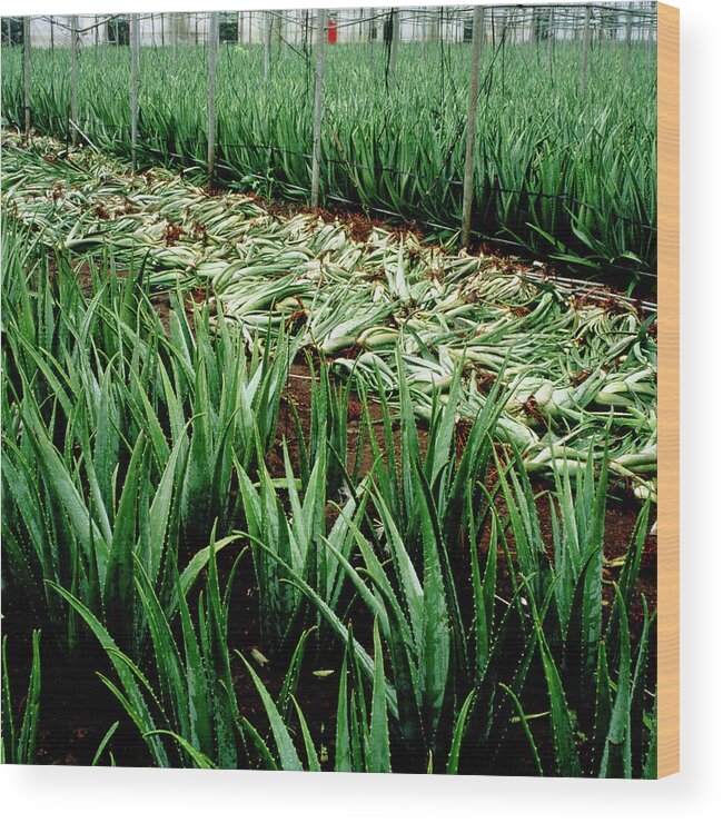 Aloe Vera Wood Print featuring the photograph Fields Of Aloe Vera Being Harvested by Mark De Fraeye/science Photo Library