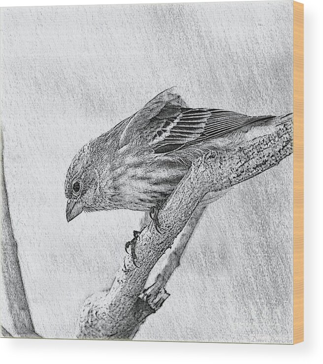 Nature Animals Wood Print featuring the photograph Finch digital Sketch by Debbie Portwood