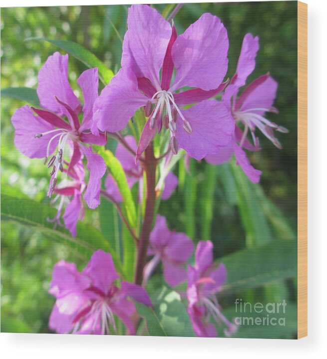 Fireweed Wood Print featuring the photograph Fireweed 3 by Martin Howard