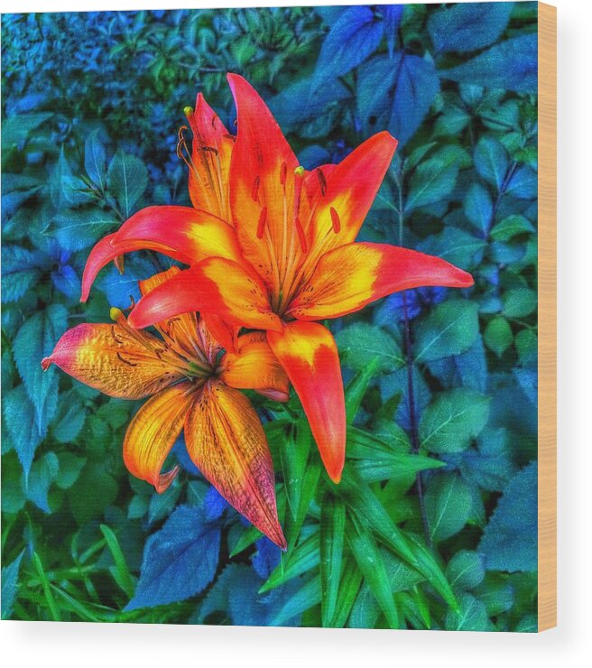 Flowers Wood Print featuring the photograph Fireworks by Nick Heap