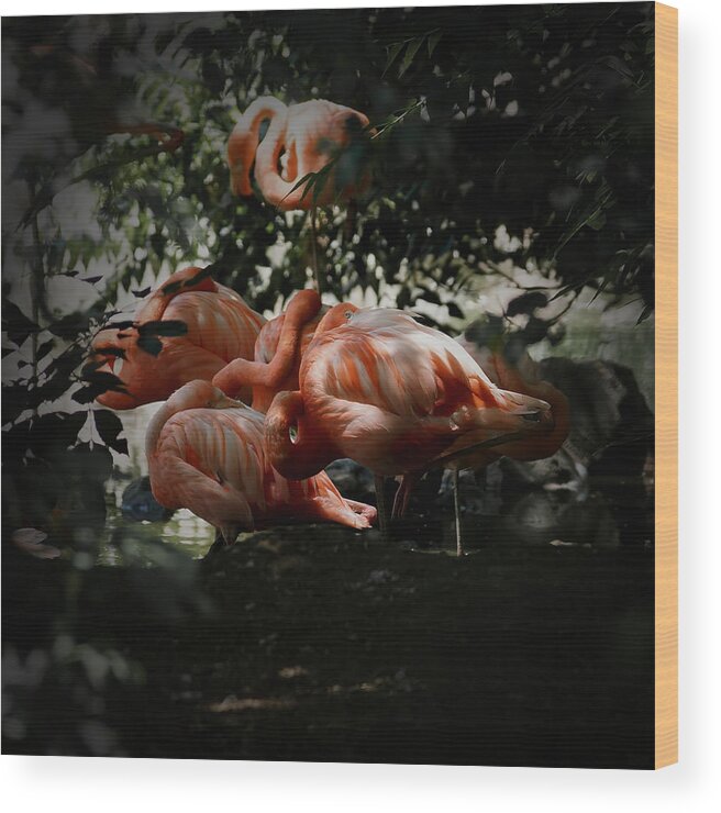 Flamingo Wood Print featuring the photograph Flamingos Gathering 2 by Ernest Echols