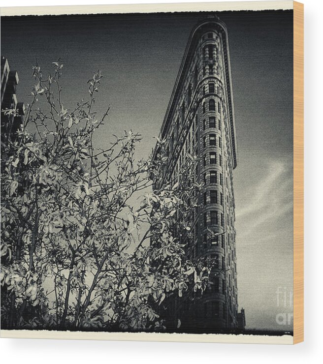 Filmnoir Wood Print featuring the photograph Flat Iron Building and a Magnolia Tree New York City by Sabine Jacobs