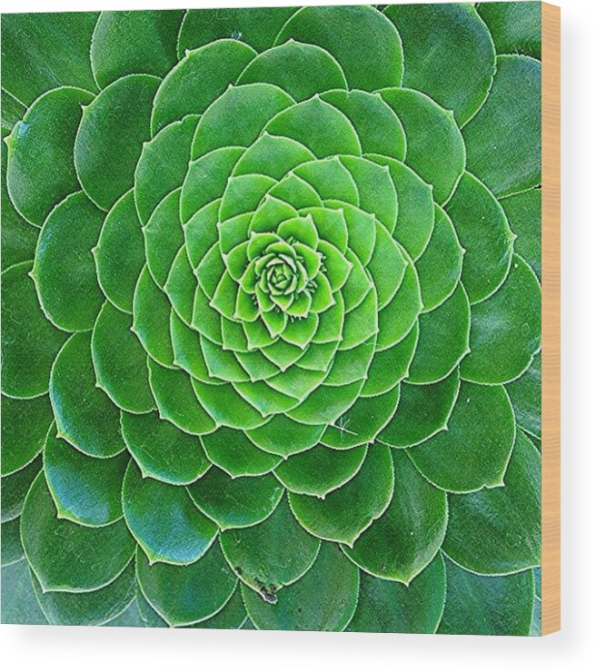 Flowerpics Wood Print featuring the photograph #flora #cactus #fabflora #flowerpics by Jim Neeley