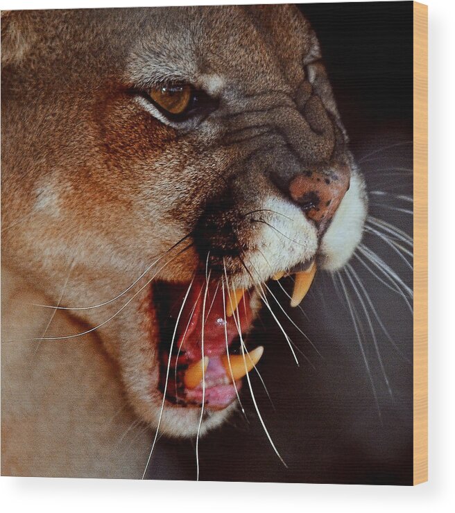 Florida Wood Print featuring the photograph Florida Panther by Stuart Harrison