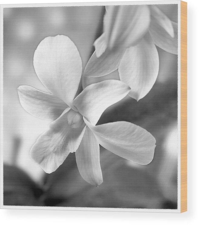 White Orchid Wood Print featuring the photograph White Orchid by Mike McGlothlen