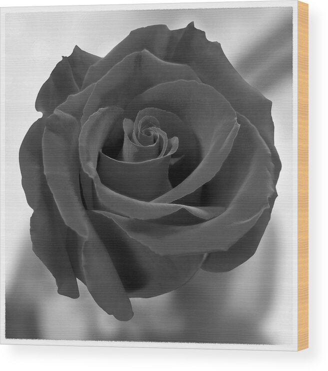 Rose Wood Print featuring the photograph Dark Rose by Mike McGlothlen