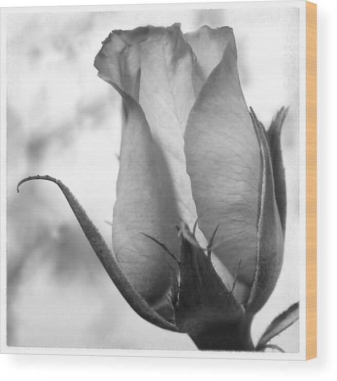 Blooming Rose Wood Print featuring the photograph Blooming Rose by Mike McGlothlen