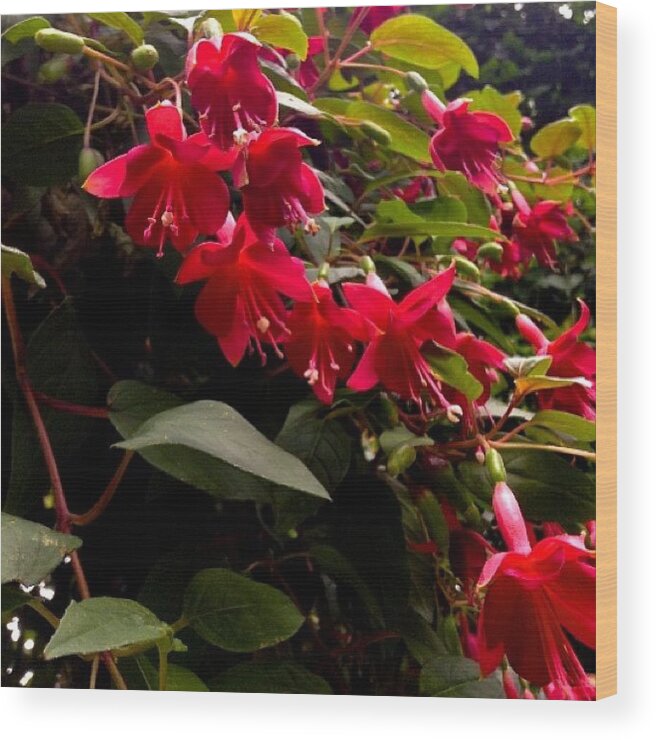 Summer Wood Print featuring the photograph #flower #plant #flowers #red #pink by Becca Sourpunch