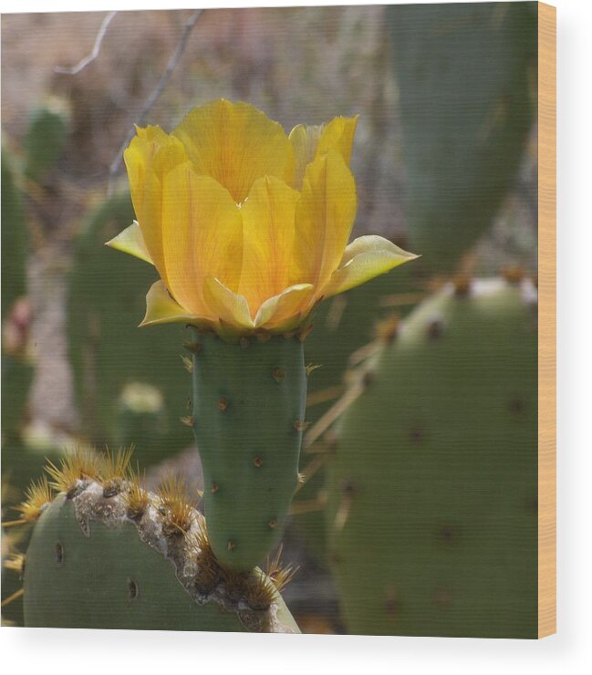 Desert Wood Print featuring the photograph Flowering Cactus by Lisa Weber