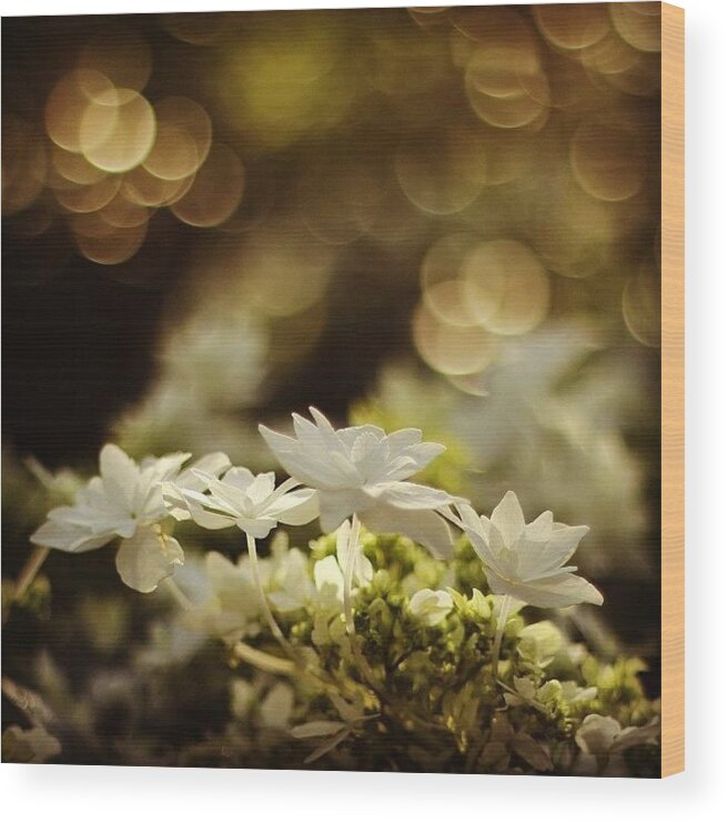 Botanicgarden Wood Print featuring the photograph Flowers At The Chicago Botanical Garden by Benjy Lipsman