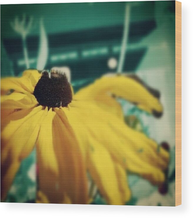 Beautiful Wood Print featuring the photograph Sunny Goodness by Meg McG