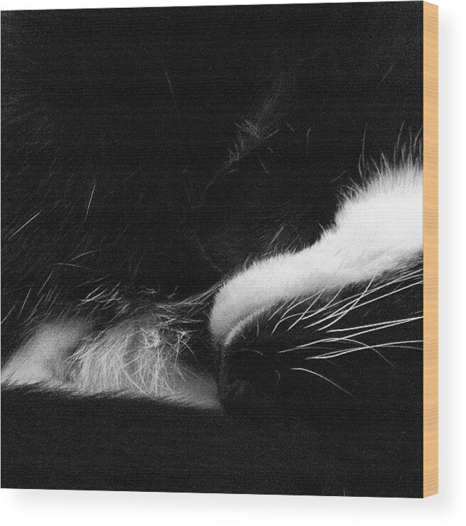 Cat Wood Print featuring the photograph Fluffy Cat Chin by Nic Squirrell