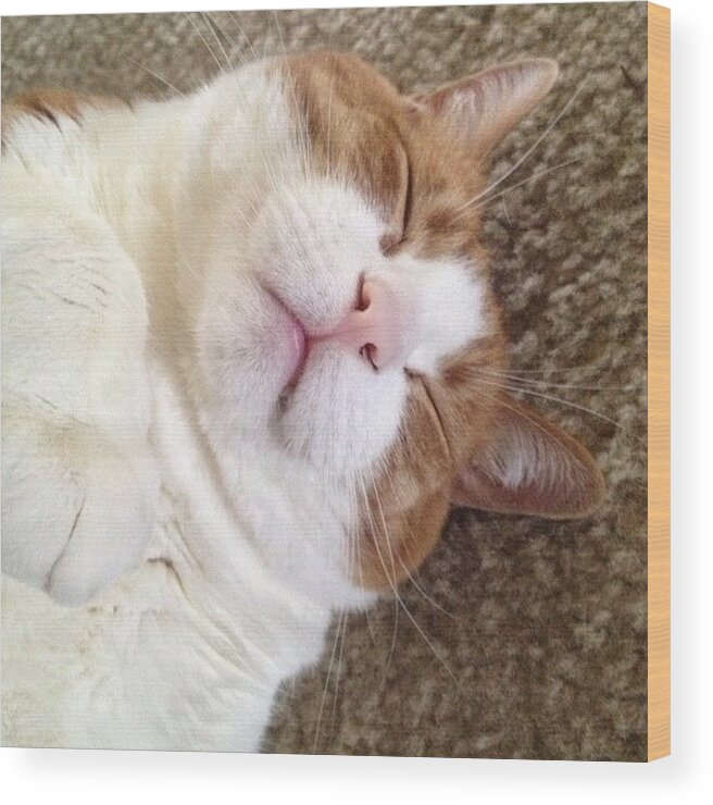 Petsmile Wood Print featuring the photograph Fluffy Furball Taking A Nap 😽my by Smilesinseconds Bryant