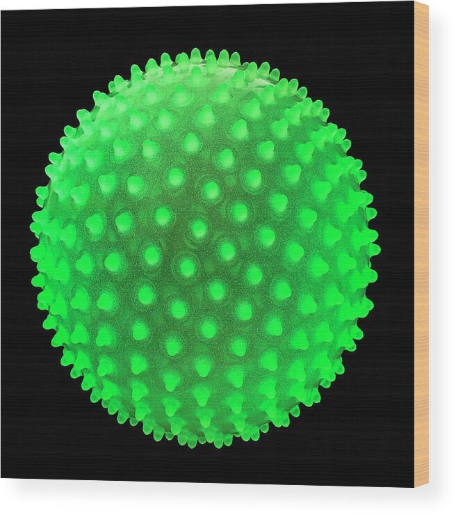 Nobody Wood Print featuring the photograph Fluorescent Spiky Ball by Science Photo Library