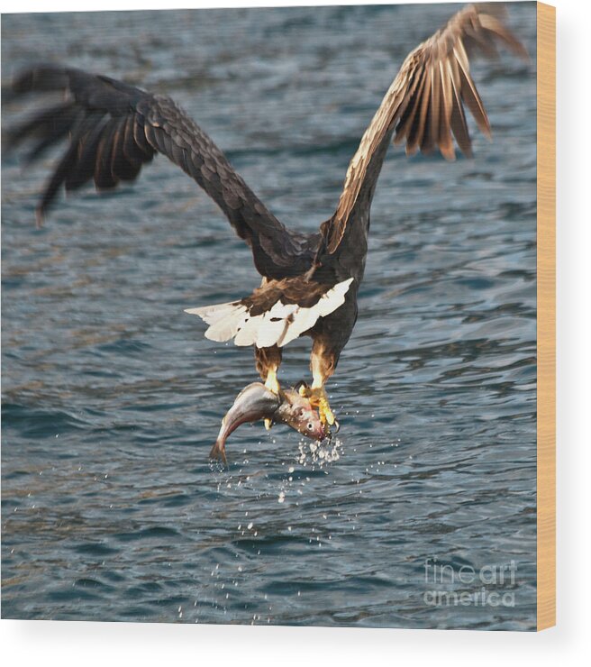 White_tailed Eagle Wood Print featuring the photograph Flying European Sea Eagle 3 by Heiko Koehrer-Wagner
