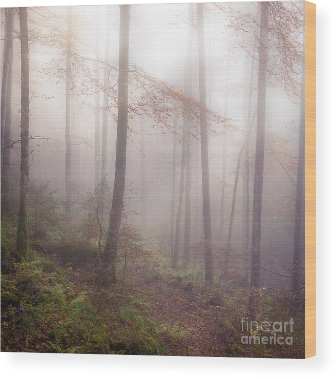 Autumn Wood Print featuring the photograph Fog in the forest by Alexander Kunz