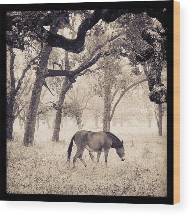 Horse Wood Print featuring the photograph Foggy Field by CML Brown