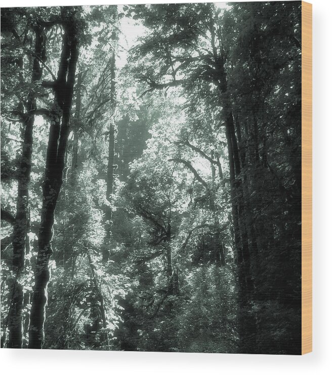 Oregon Wood Print featuring the photograph Forest Light by Lora R Fisher