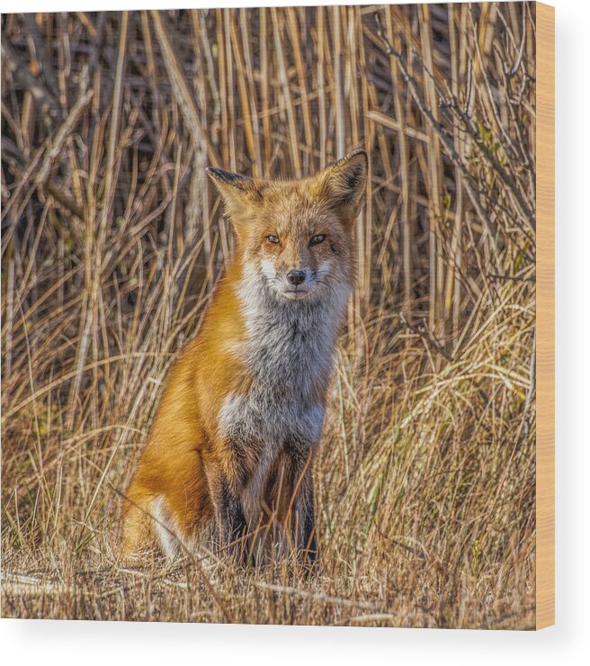 Fox Wood Print featuring the photograph Fox Square by Cathy Kovarik