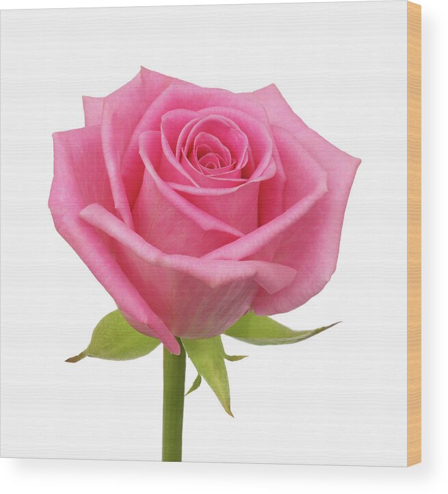 White Background Wood Print featuring the photograph Fragrant, Pale Pink Hybrid Rose by Rosemary Calvert