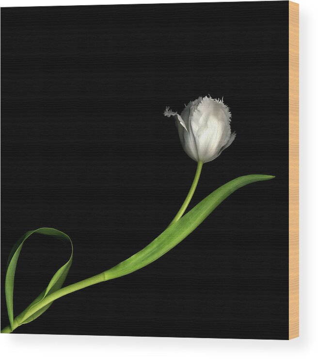 Black Background Wood Print featuring the photograph Frayed Tulips by Photograph By Magda Indigo