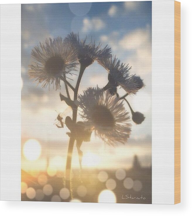 Beautiful Wood Print featuring the photograph Friendship Is Like A Flower, 
glowing by Lester Starnuto